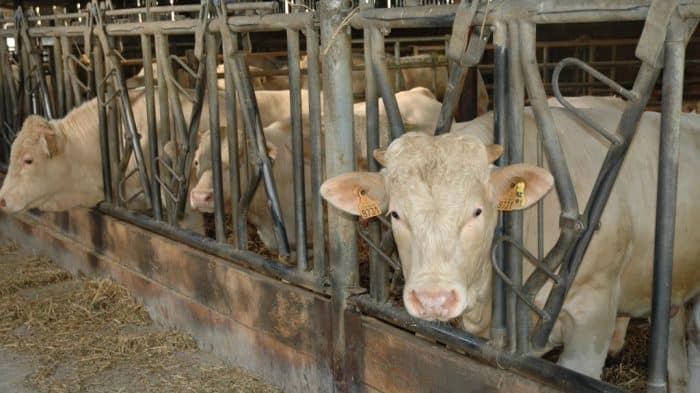 Paradoxe de la viande les Français en achètent moins mais en