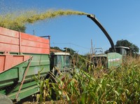 Surveiller la maturation pour prévoir la date de l’ensilage du maïs