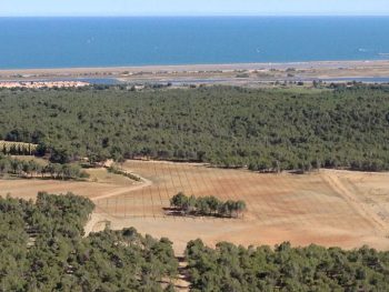 A Gruissan, le vignoble en ébullition