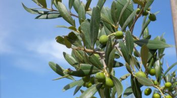 Une récolteuse d’olives qui voit haut