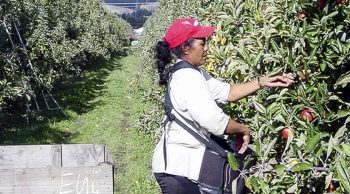 Brexit: les agriculteurs britanniques craignent une pénurie de main d’œuvre