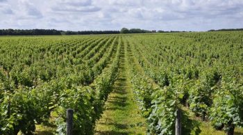 En Bourgogne, le choix cornélien des vignerons bio face aux vignes malades