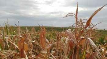 Après des récoltes désastreuses, l’exécutif vient en soutien des céréaliers