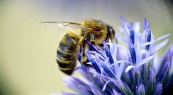 Le service rendu par les pollinisateurs évalué entre 2 et 5 mds d’euros par an en France