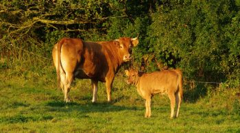 Limoges: Le Foll en faveur de « toute mesure » pour le respect du bien-être animal