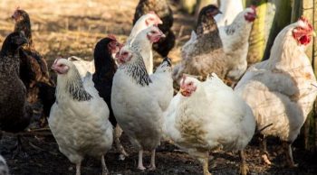 Grippe aviaire: « suspicion » de contamination dans l’Aveyron