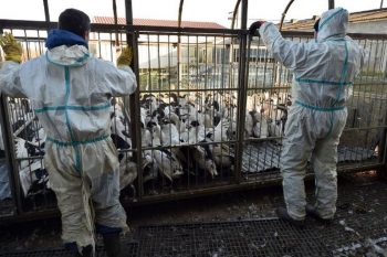 Grippe aviaire: l’abattage préventif des canards et oies étendu à 54 nouvelles communes