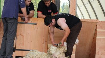 En 2019, mondial de la tonte de moutons en Limousin