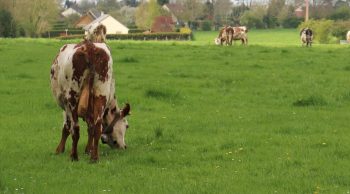 Une clôture connectée et les vaches seront en sécurité