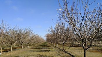 Gel: la récolte de pommes sera en baisse en 2016 dans l’Ouest
