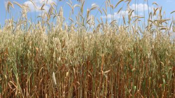 Cette agroécologie qui ne dit pas son nom