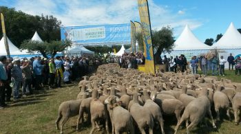 Bouches-du-Rhône: seconde édition du Salon des Agricultures de Provence