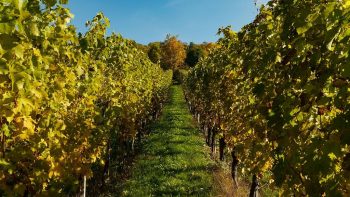 Des vignerons prônent l’unité pour lutter contre le réchauffement climatique