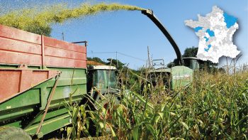 Alerte maïs ensilage : dans trois semaines, toutes les dates de récoltes mises à jour par département