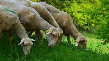 Pyrénées: un ours attaque un troupeau, 200 brebis tués, indemnisation en cours