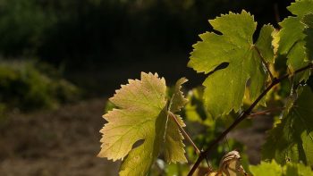 Vendanges historiquement précoces en Pyrénées-Orientales