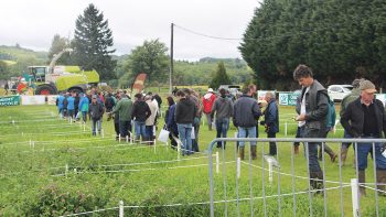 Des fourrages protéinés