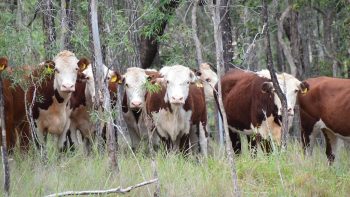 Ferme aux 4.000 bovins : avis défavorable du commissaire enquêteur