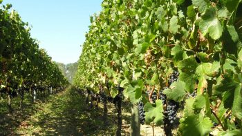 Une cabine UV de plein air pour protéger la vigne