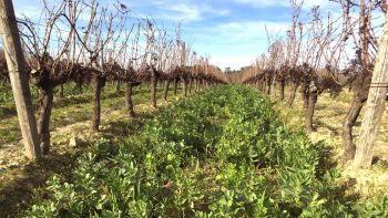 Vigne : les couverts végétaux font des émules