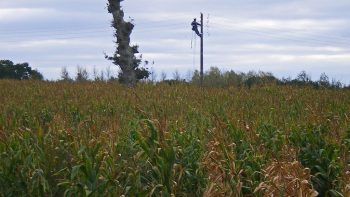 La sécurité à l’ensilage