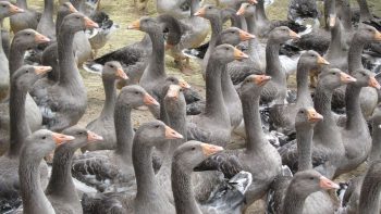 65 millions d’euros pour les éleveurs français touchés par la grippe aviaire