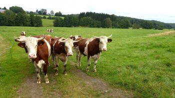 Agriculture: le ministère annonce un plan d’action bioéconomie