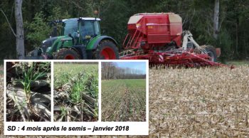 [Avis Horsch Avatar] Des semis d’orges aux blés, premières levées.. et 4 mois après