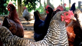 Poulets: la crise de la filière française à l’export en chiffres