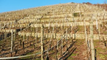 Retraites agricoles: de très faibles pensions, un régime déséquilibré