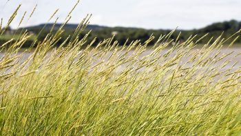 Glyphosate: pas d’interdiction dans la loi, mais le gouvernement maintient l’objectif