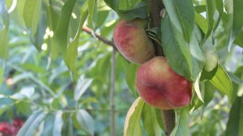 L’agriculture bio progresse vigoureusement, l’emploi en profite