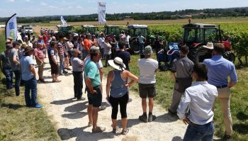 Désherbage de la vigne, toujours du nouveau