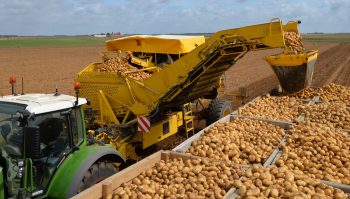 Déchargement en continu des pommes de terre