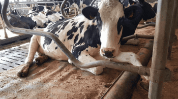 Le tapis rafraîchit les vaches et fournit de l’énergie