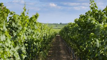 La moitié des surfaces de vignes en bio dans 10 ans