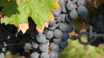 Vendanges 2018: le suspense météo jusqu’au jour de la récolte