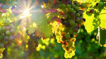 Le vignoble portugais du Douro s’expose à Bordeaux