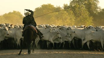 Viande bovine : le Brésil à la conquête du monde