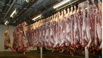 Indre: craintes pour l’avenir d’un abattoir mis en cause par l’association L214