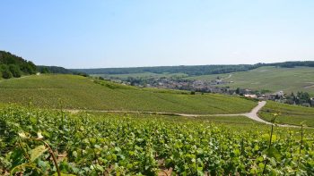 Champagne: « trop taxés », certains « petits vignerons » renoncent à vendre des bouteilles