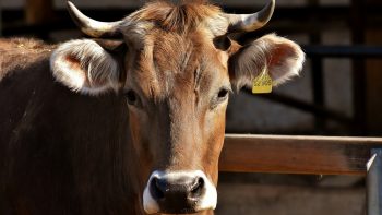 L’écornage, une pratique pour protéger les animaux d’élevage et les fermiers