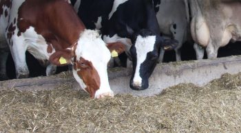 Incollable sur l’alimentation des vaches laitières? Vraiment?