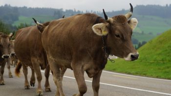 La vache à cornes, emblème suisse devenu sujet de référendum