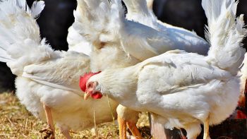 Le poulet d’aujourd’hui, symbole de l’impact de l’homme sur la nature (étude)