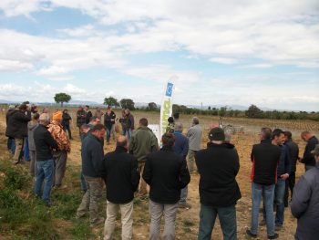 Interceps sur jeunes plants de vigne: démo en Occitanie