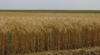 L’agriculture peut aussi rafraîchir la planète, l’INRA le démontre