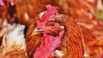 Pas-de-Calais: la préfecture autorise l’installation d’un élevage de 40.000 volailles