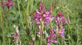 Vers l’interdiction de deux nouveaux « néonicotinoïdes »