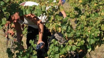 Les « vendanges touristiques » autorisées dans un cadre légal clarifié